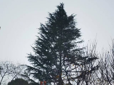 ���Ԙ�ľ�I(y��ng)�������k���h(hu��n)��